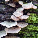 mossy bark photoshop contest